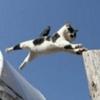 Maopink