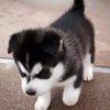 snobelwh