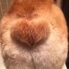Lecdeerc