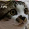 網頔