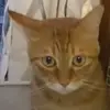 南在南方