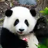 反绝杀