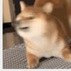 大猛kop