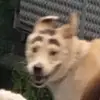 黄石埃瓦尔小付