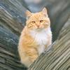 毛毛躲猫猫