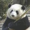蛋挞皮p