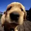 熊熊311