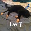 猫比手机还好玩