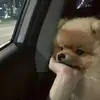 卡帅你好帅