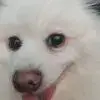 湖南前腰小钟3