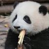 小李飞铲