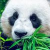 焦魏华