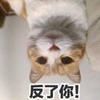 公主俺也一样