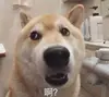 切尔西唯一真神帕尔默