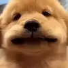 我车北伐
