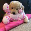 肇庆欧洲金靴奖小雷5