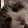 猫的米