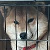 曼联死忠女球迷
