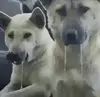杰哦噜啦