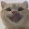 llleoleo