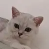 筠连县帅