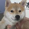 m山羊