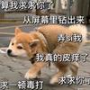 昆明门兴格拉德巴赫小黎