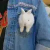 湖北中锋小魏
