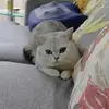 狗丁的小目标