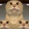 绝世豪猫