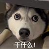 执念Thug