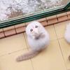 球迷33153005