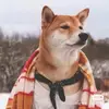 天路白告