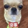 26德国夺冠