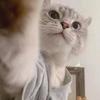 大猫咪啊
