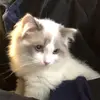 梅西天外飞仙