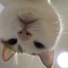 一只三花猫