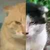 隔壁小王2233