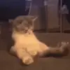 虎威太歲