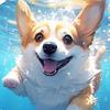 爱足球爱大连