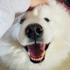 smilu