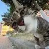 sruyihelmix