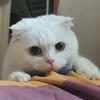 蒸鱼66
