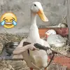 火星西班牙人小赵7