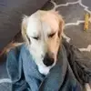 妲己再美终是妖_true