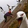 averageseagulls