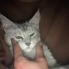 迪赛普兰