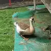 天城老胖
