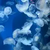 哥是美菱格_