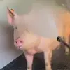 广东守门员小苏6